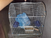 Bird cage for budgie